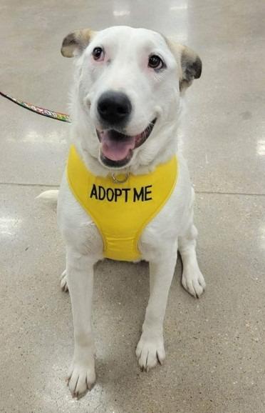 Enlarge Daisy, a Adoptable Australian Cattle Dog / Blue Heeler in Leander, TX image 2/6