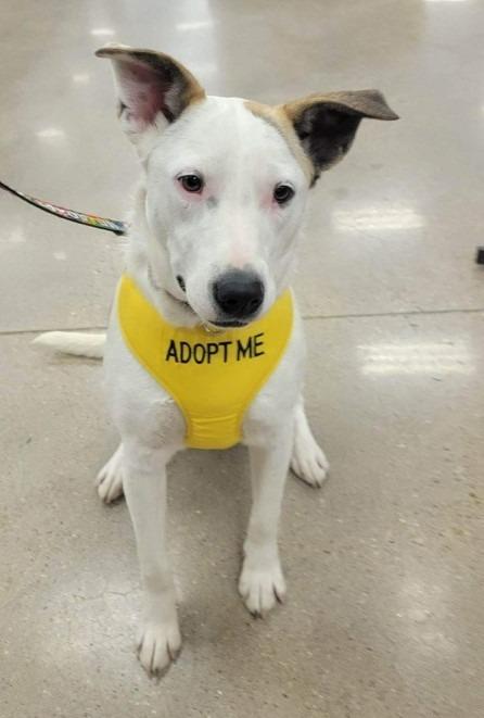 Enlarge Daisy, a Adoptable Australian Cattle Dog / Blue Heeler in Leander, TX image 1/6