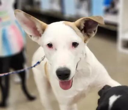 Enlarge Daisy, a Adoptable Australian Cattle Dog / Blue Heeler in Leander, TX image 3/6