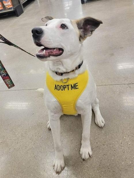 Enlarge Daisy, a Adoptable Australian Cattle Dog / Blue Heeler in Leander, TX image 2/6