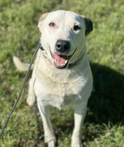 Enlarge Daisy, a Adoptable Australian Cattle Dog / Blue Heeler in Leander, TX image 5/6