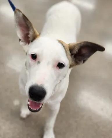 Enlarge Daisy, a Adoptable Australian Cattle Dog / Blue Heeler in Leander, TX image 6/6