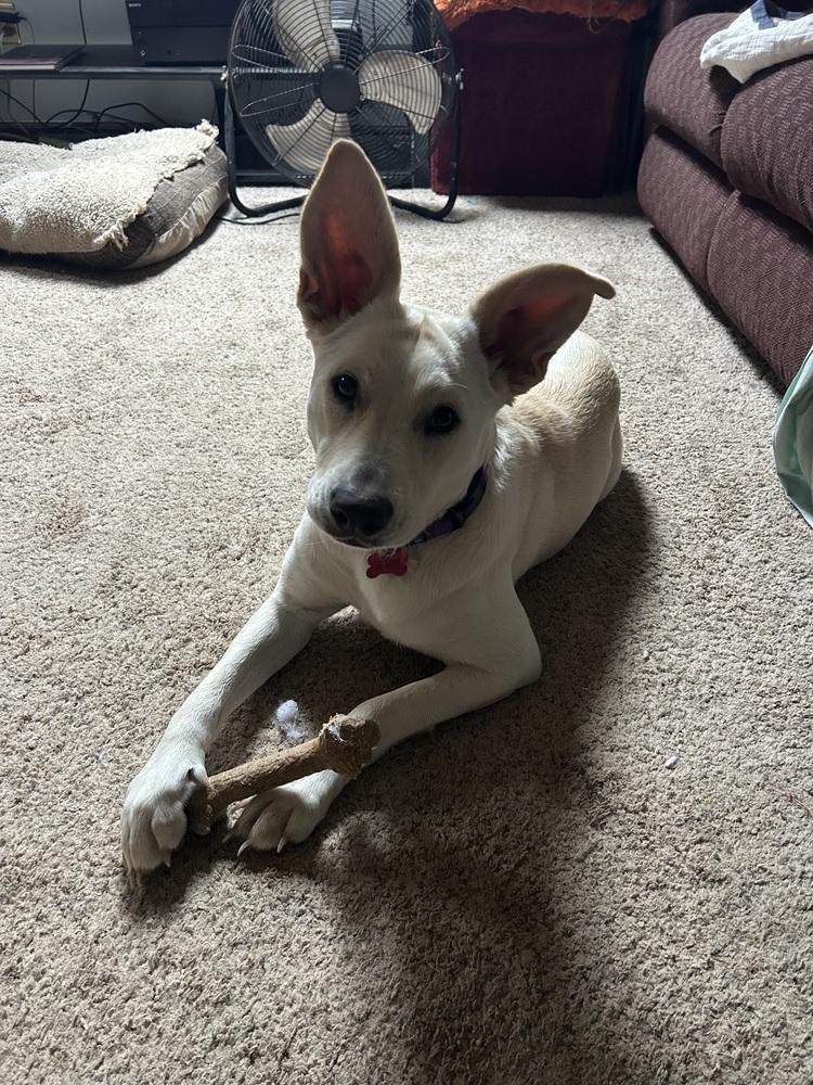 Lhara, Adoptable, Adult Female Carolina Dog.