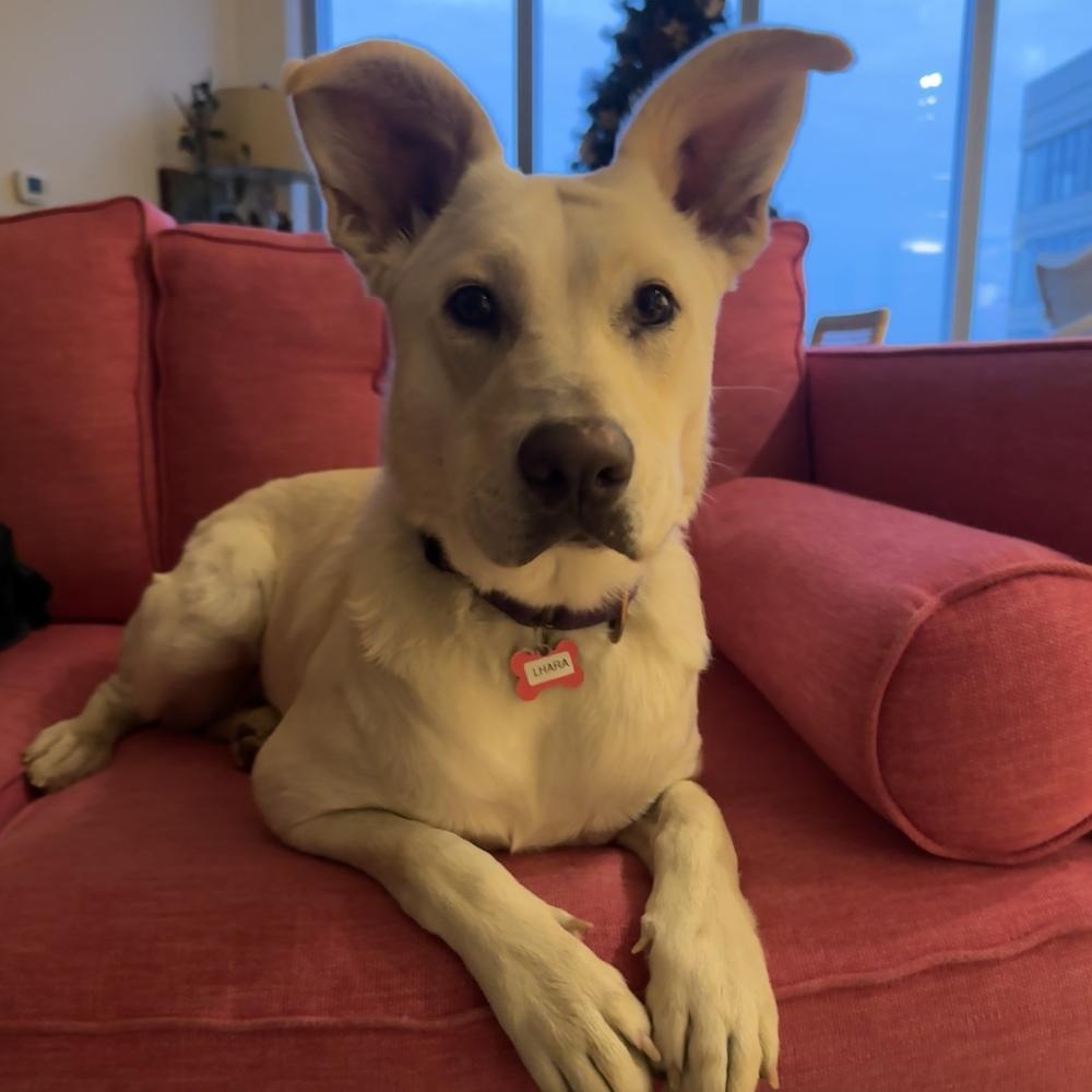 Lhara, Adoptable, Adult Female Carolina Dog.