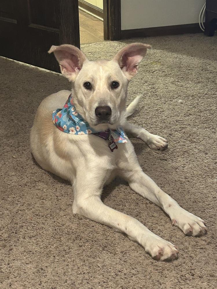 Enlarge Lhara, a Adoptable mixed breed in Boston, MA image 3/6