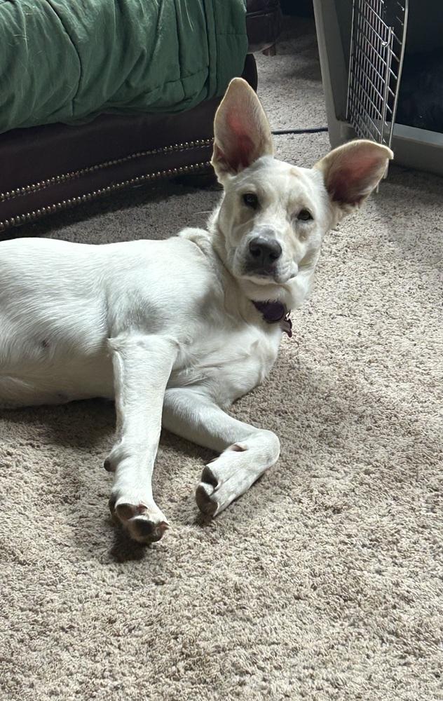 Enlarge Lhara, a Adoptable mixed breed in Boston, MA image 4/6