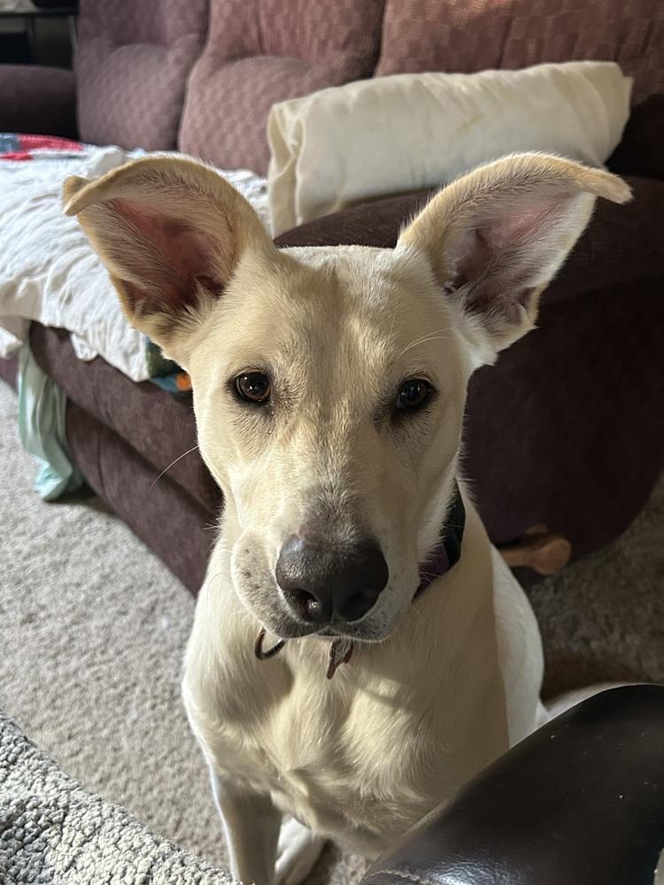 Enlarge Lhara, a Adoptable mixed breed in Boston, MA image 5/6