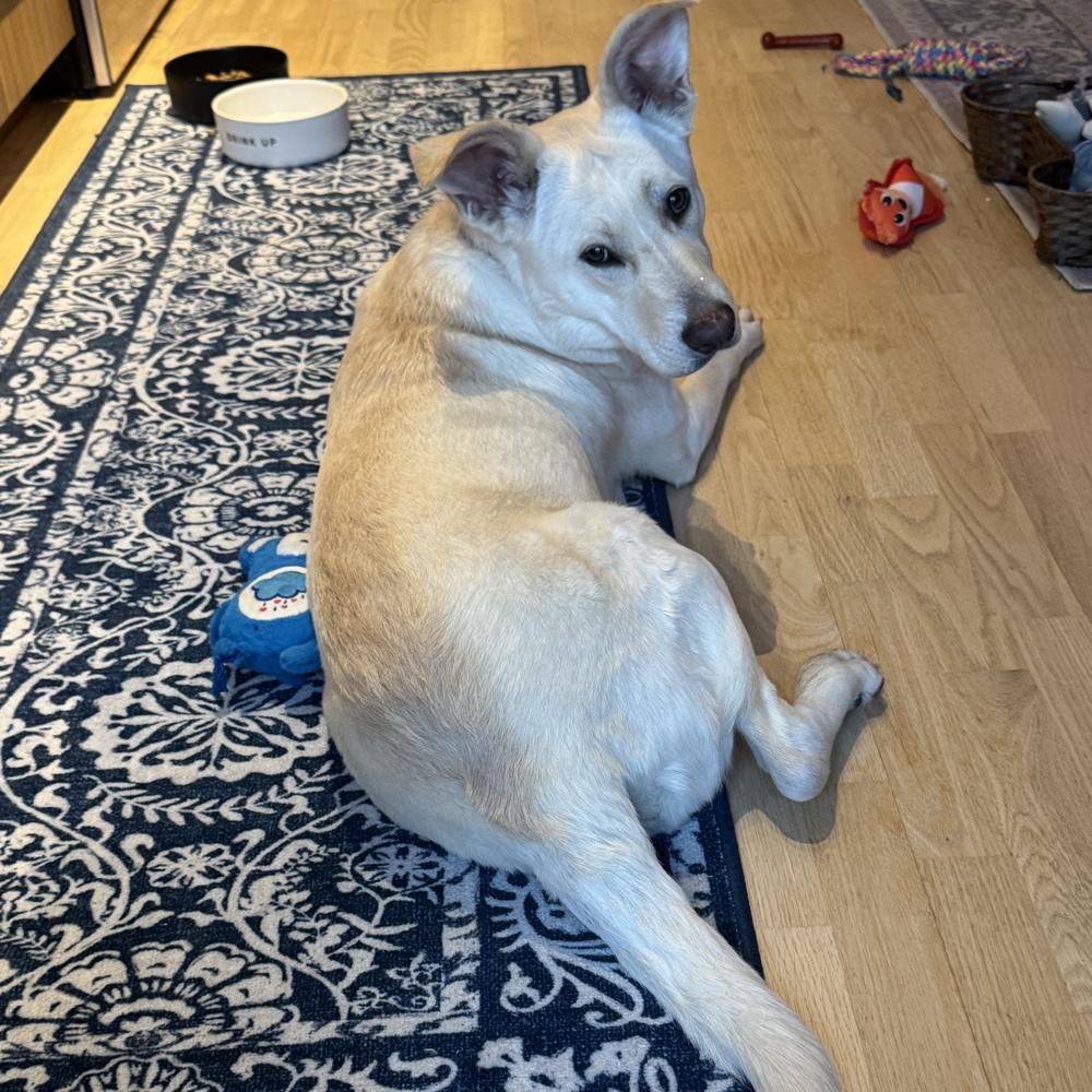 Enlarge Lhara, a Adoptable mixed breed in Boston, MA image 6/6