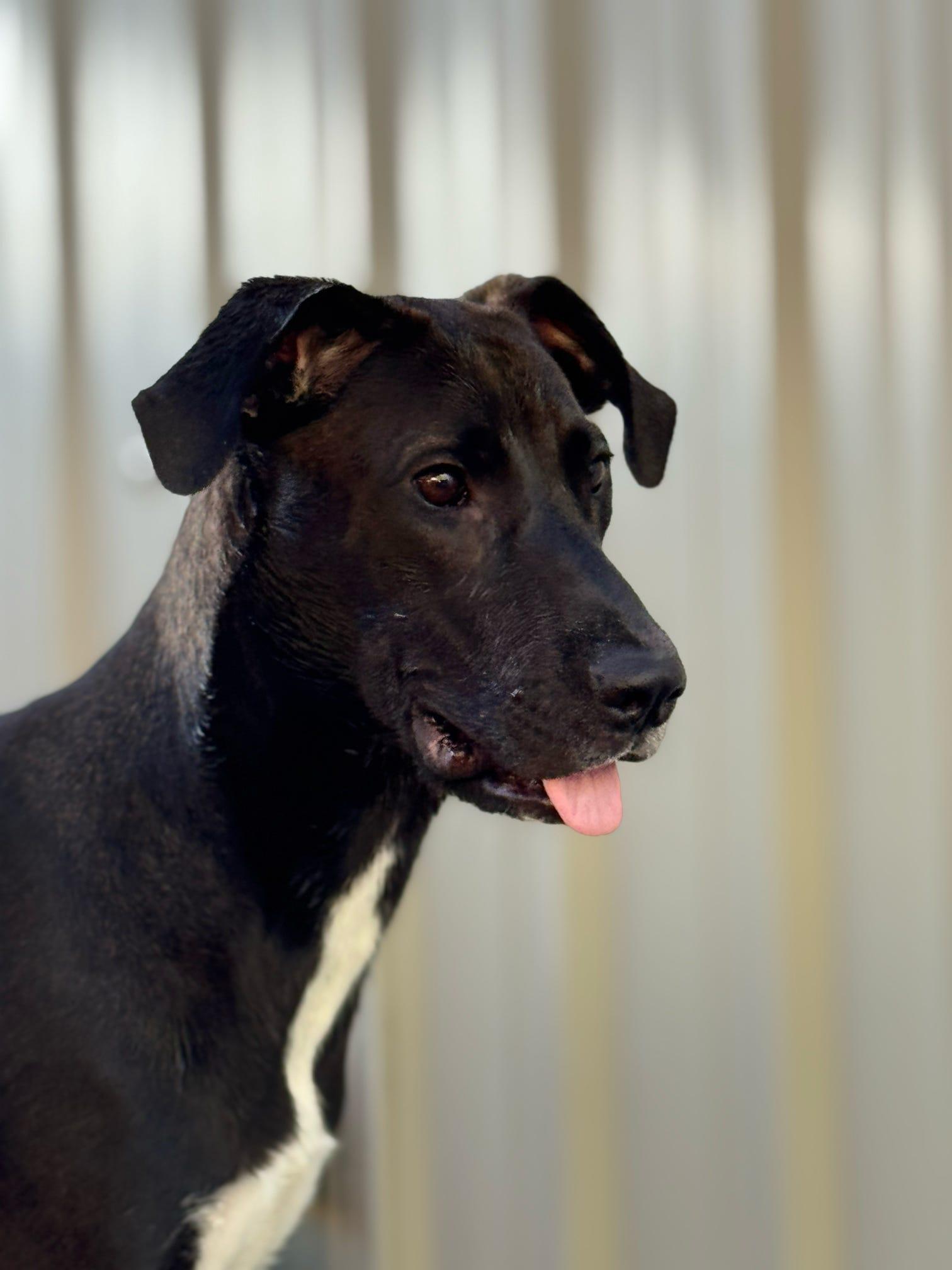 Enlarge Eleanor, a Adopted mixed breed in Johnston, RI image 2/6