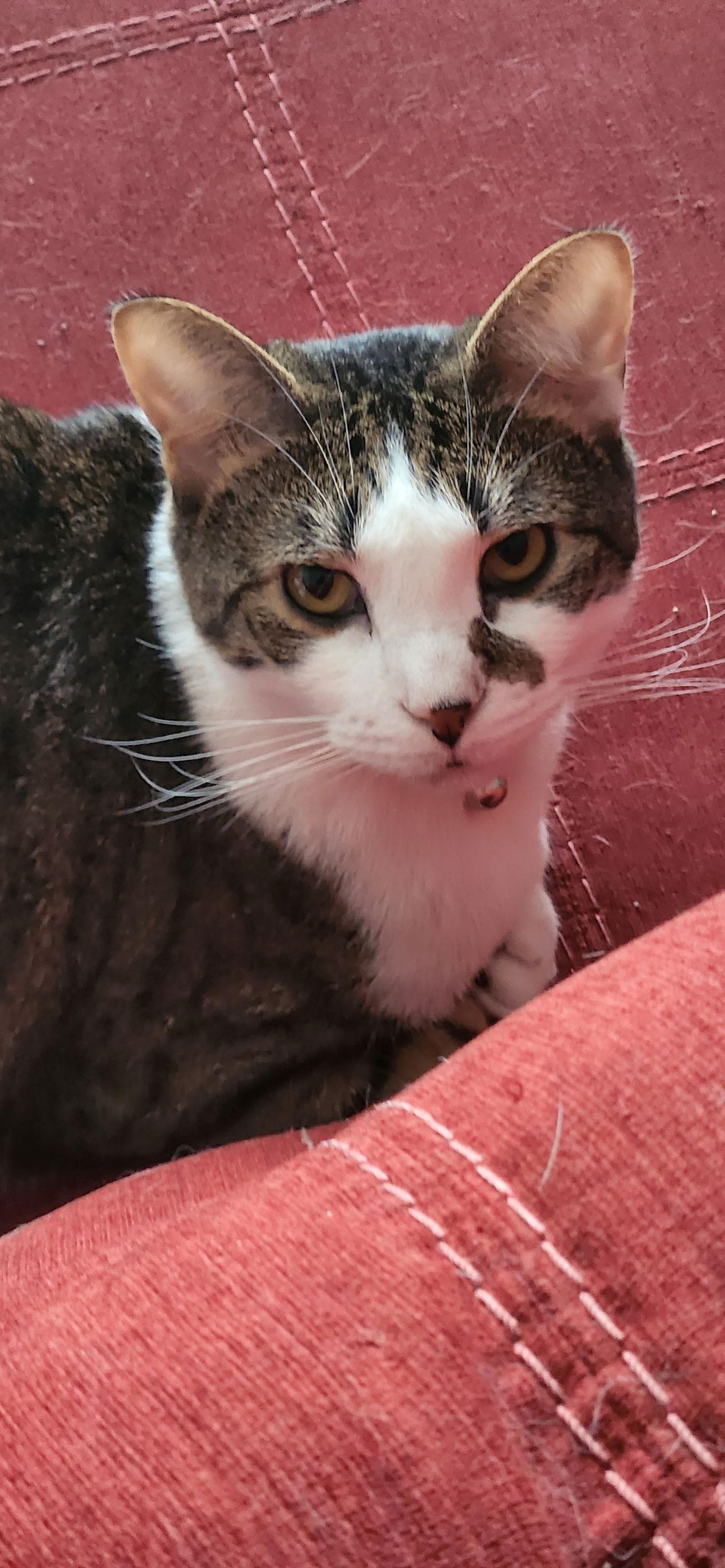 Niko, Adoptable, Adult Male Domestic Short Hair.