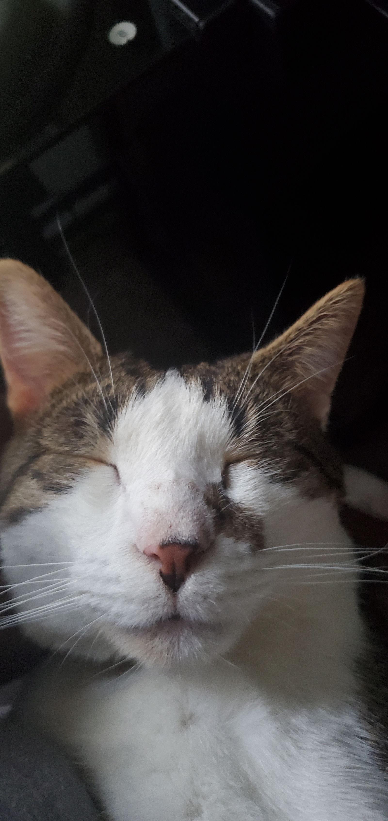 Enlarge Niko, a Adoptable Domestic Short Hair in Fort Thomas, KY image 2/3