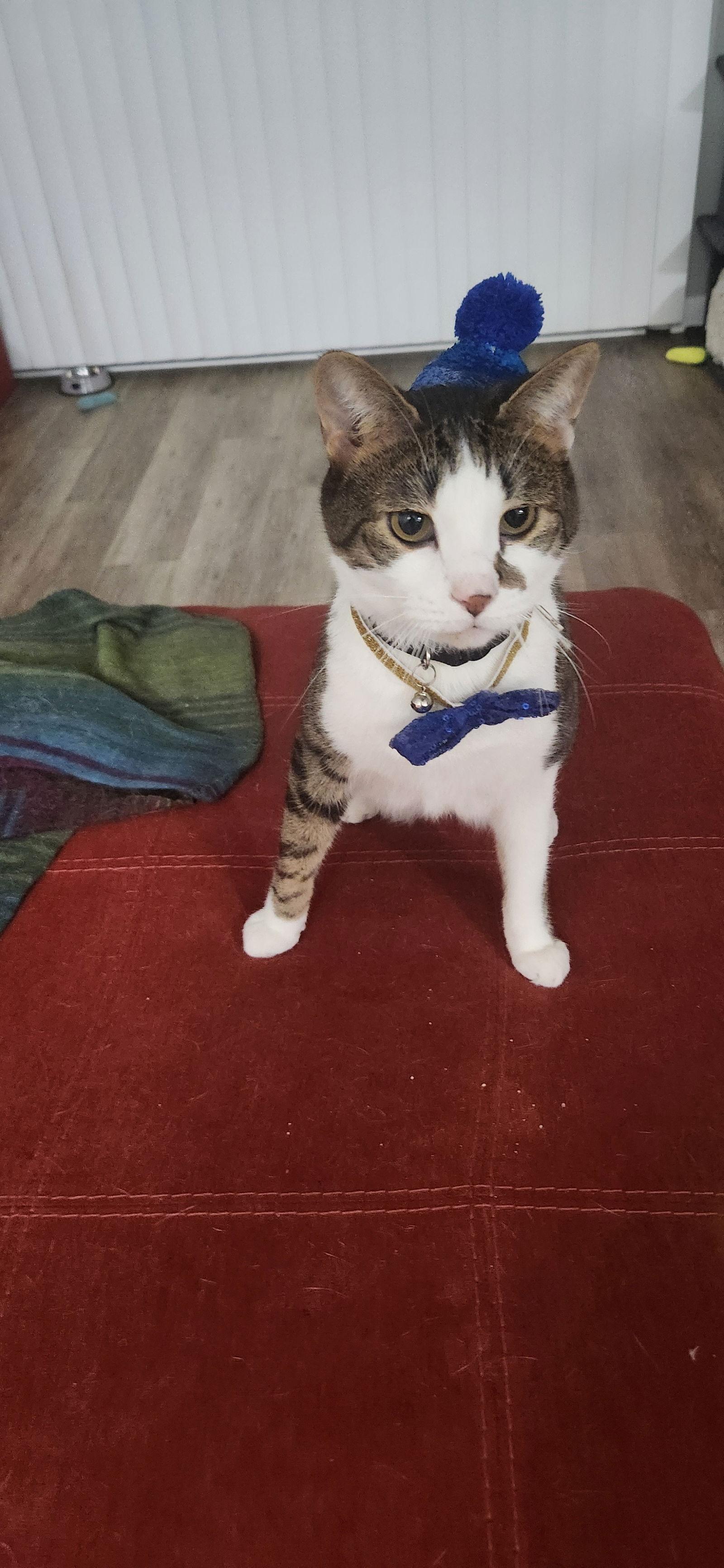 Enlarge Niko, a Adoptable Domestic Short Hair in Fort Thomas, KY image 3/3