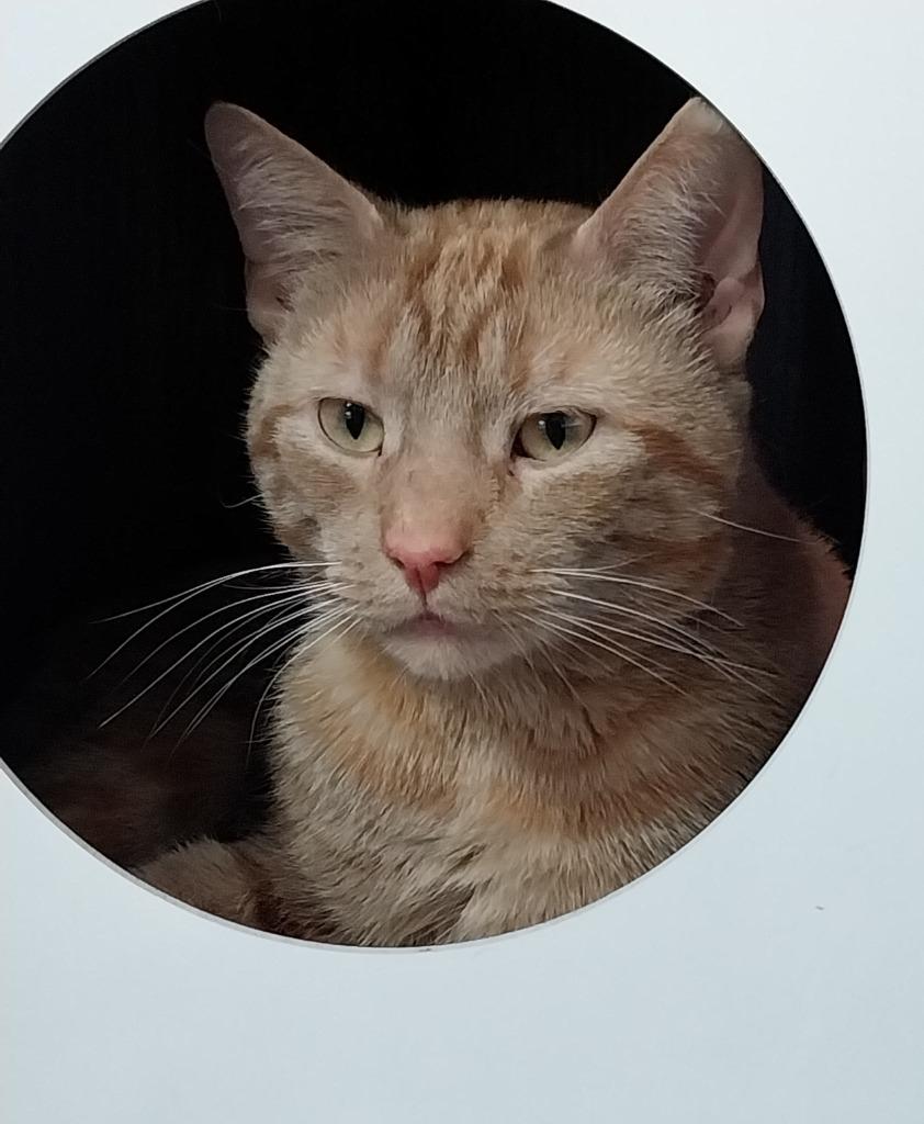 Nado * IN FOSTER *, Adoptable, Young Male Domestic Short Hair.