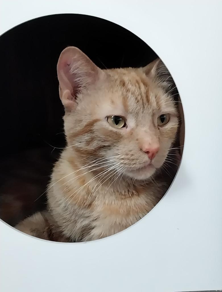 Enlarge Nado * IN FOSTER *, a Adoptable mixed breed in South Bend, IN image 2/2