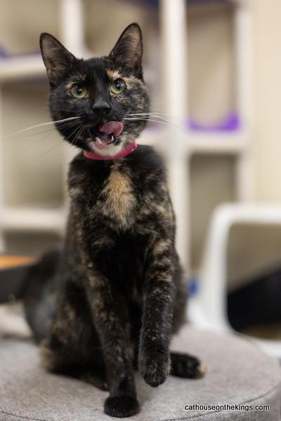Enlarge Bella the torti, a Adoptable Tortoiseshell in Parlier, CA image 2/6