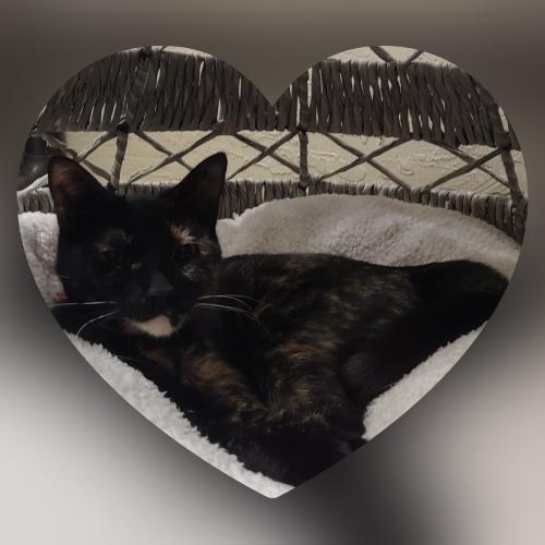 Enlarge Bella the torti, a Adoptable Tortoiseshell in Parlier, CA image 3/6
