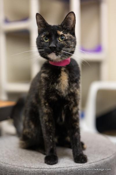 Bella the torti — thumbnail 4