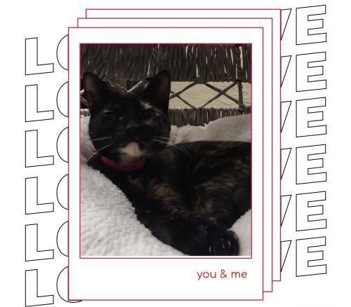 Bella the torti — thumbnail 6