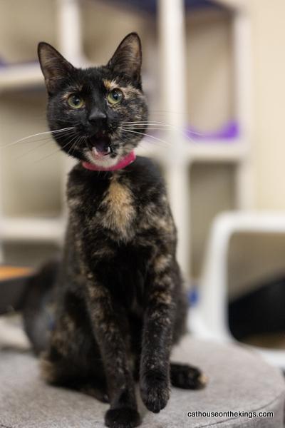Enlarge Bella the torti, a Adoptable Tortoiseshell in Parlier, CA image 6/6