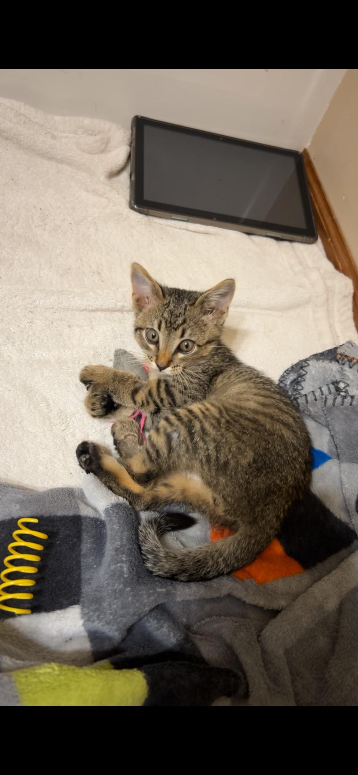 Pickles, ADOPTABLE, Young Male Domestic Short Hair.