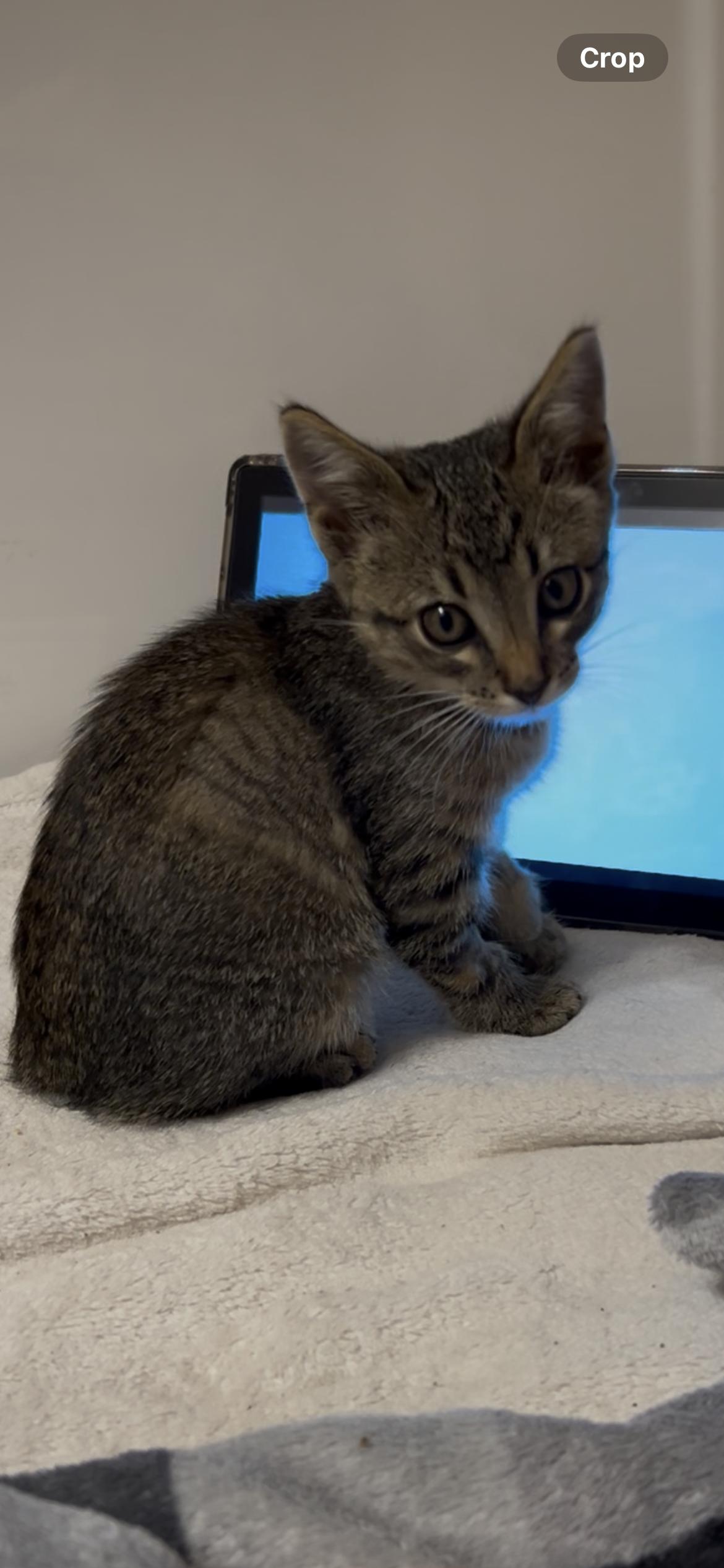 Pickles, a ADOPTABLE Domestic Short Hair in Rice, MN image 2/5