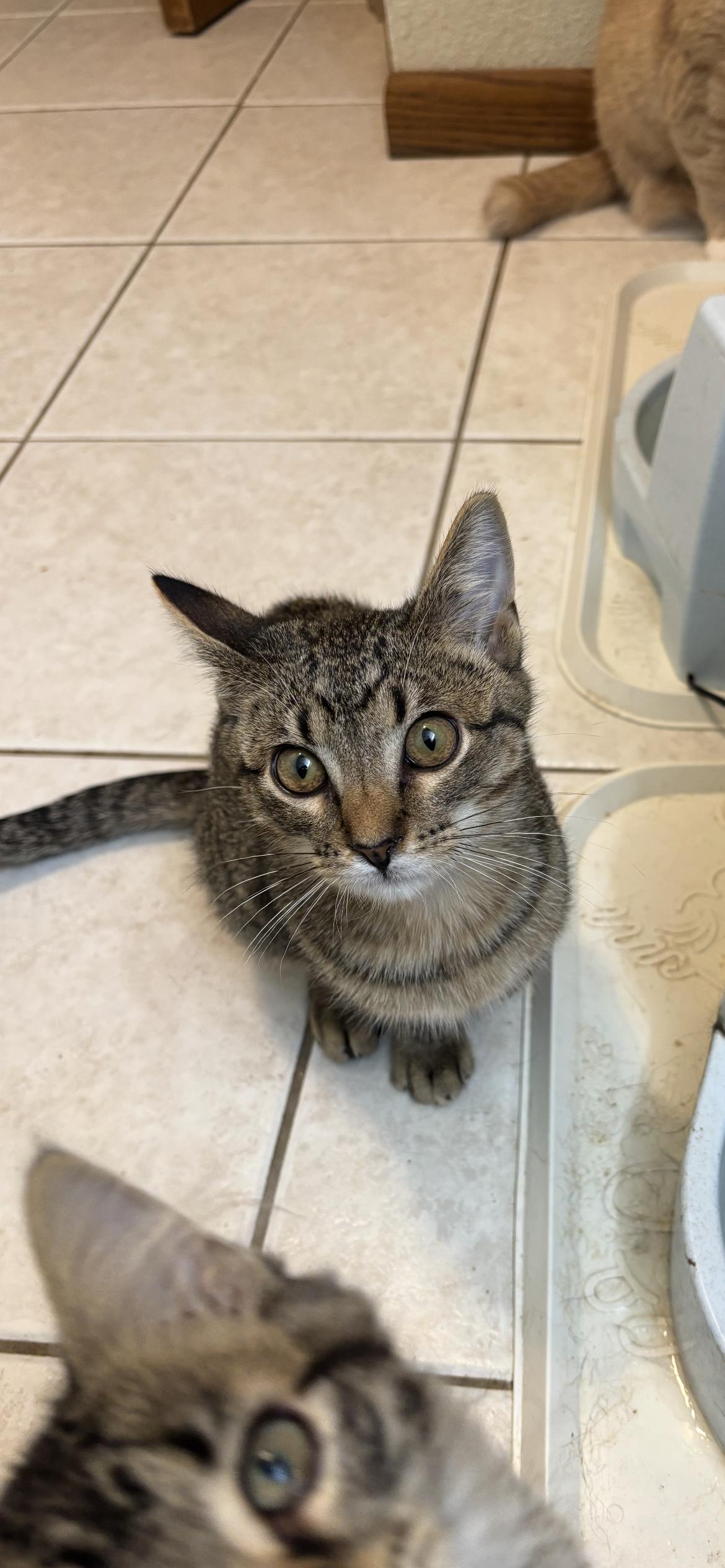 Pickles, a ADOPTABLE Domestic Short Hair in Rice, MN image 3/5