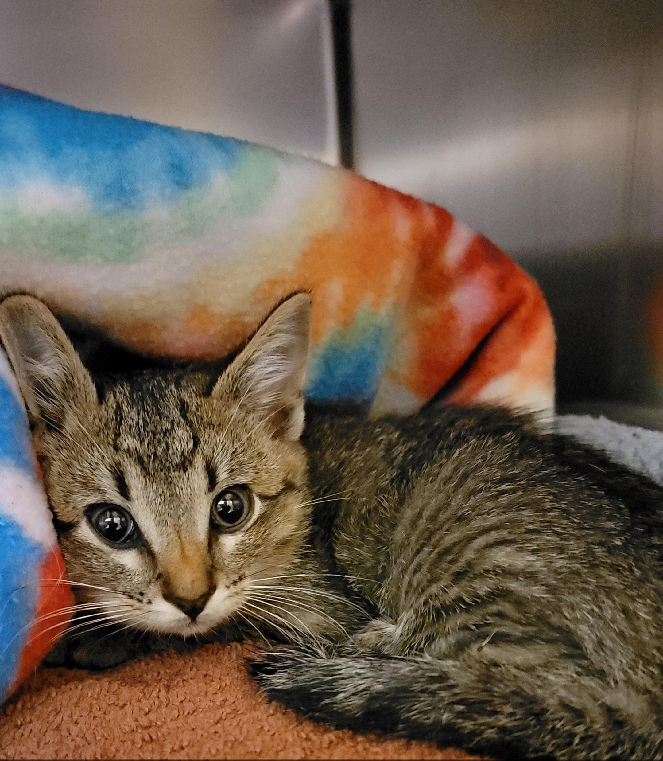 Pickles, a ADOPTABLE Domestic Short Hair in Rice, MN image 4/5