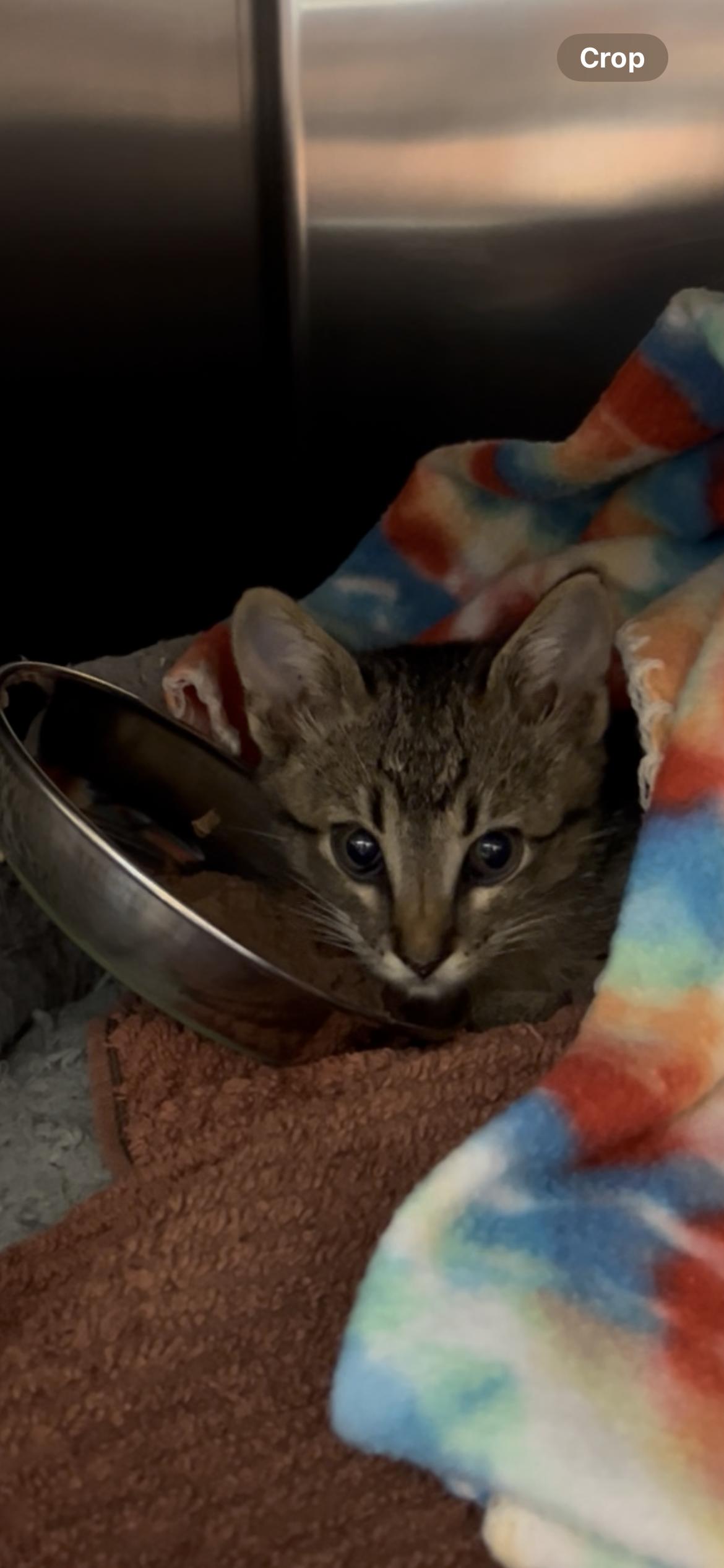 Pickles, a ADOPTABLE Domestic Short Hair in Rice, MN image 5/5