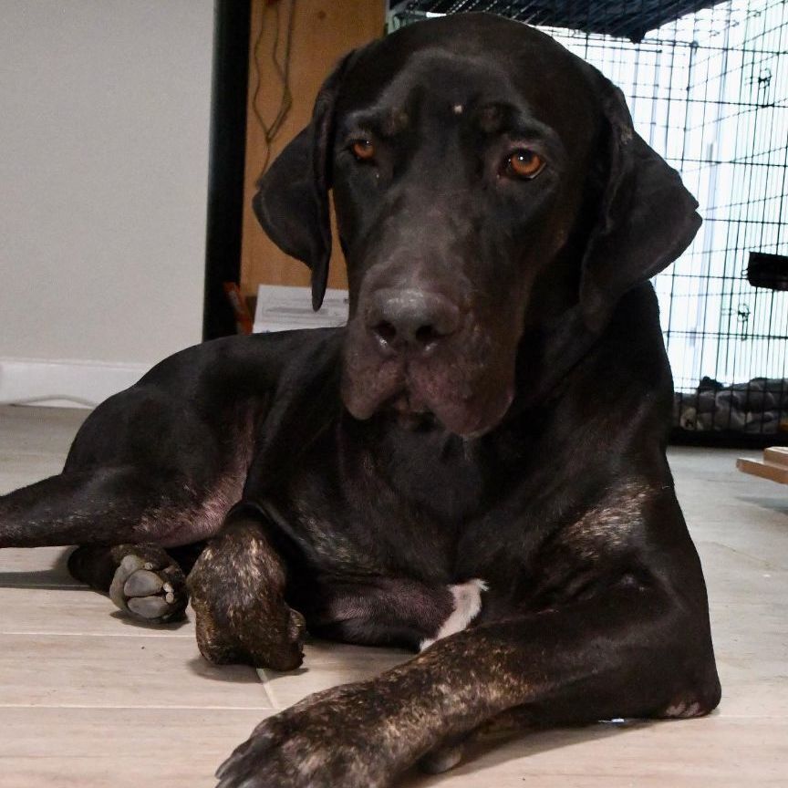 Dahlia, an adoptable Great Dane, Labrador Retriever in Tehachapi, CA, 93581 | Photo Image 2