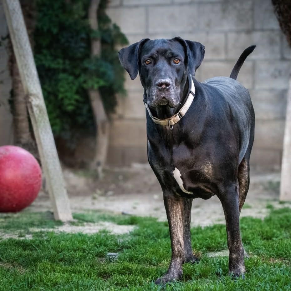 Enlarge Dahlia, a Adoptable mixed breed in Tehachapi, CA image 5/6