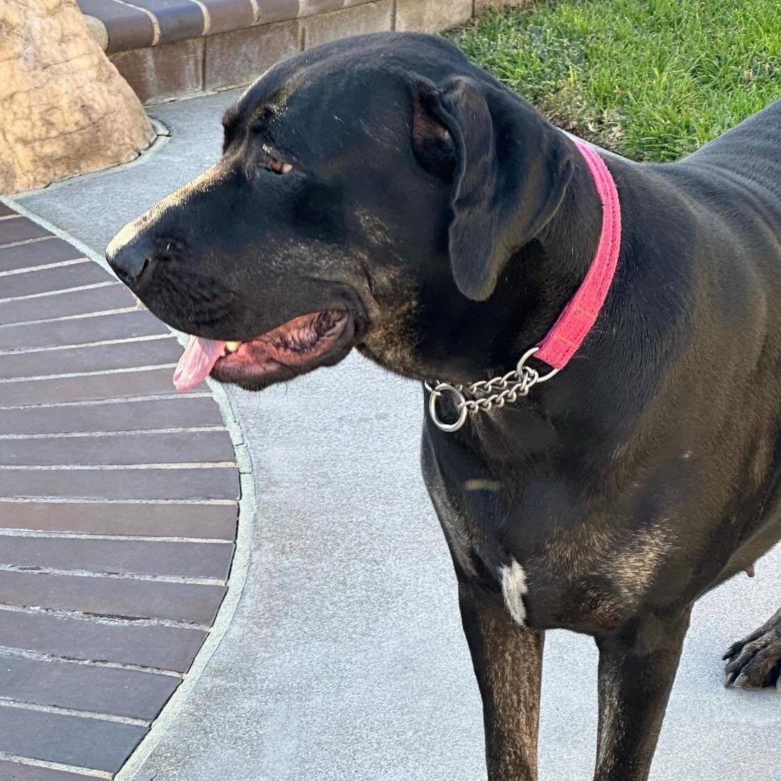 Dahlia, an adoptable Great Dane, Labrador Retriever in Tehachapi, CA, 93581 | Photo Image 3