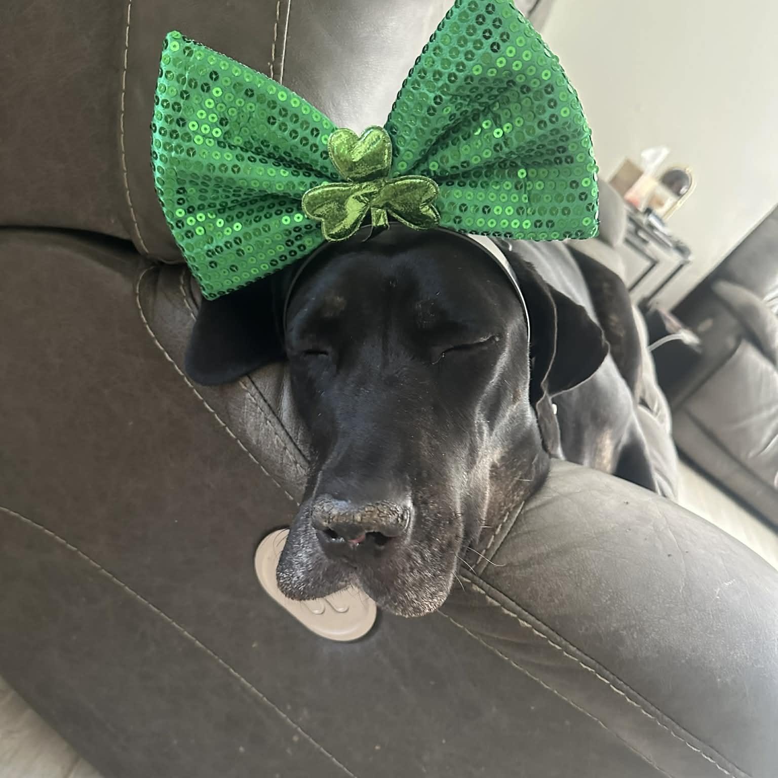 Enlarge Dahlia, a Adoptable mixed breed in Tehachapi, CA image 6/6