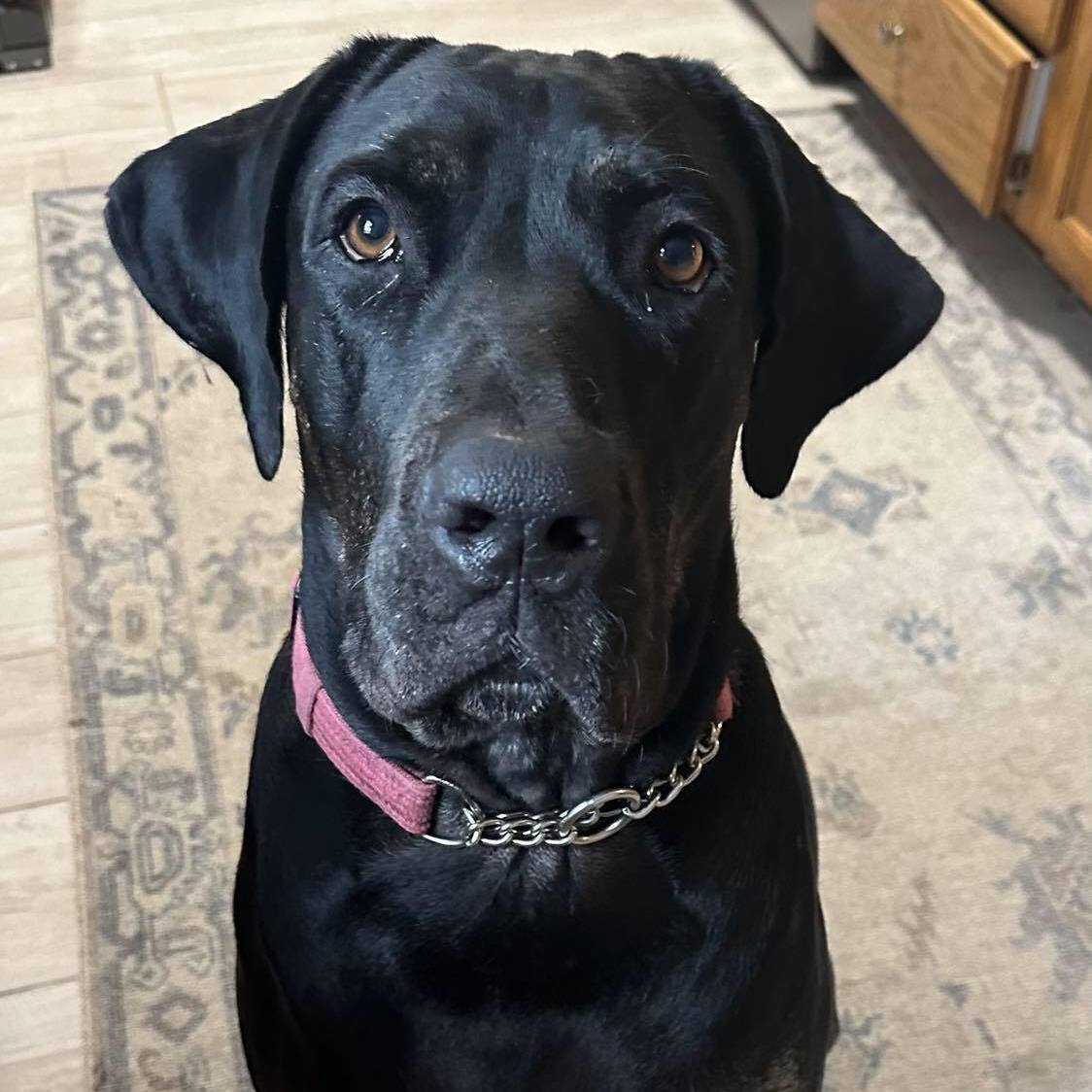 Dahlia, an adoptable Great Dane, Labrador Retriever in Tehachapi, CA, 93581 | Photo Image 4