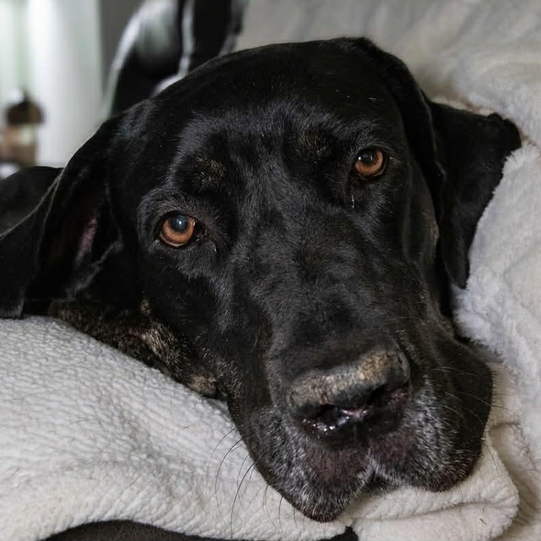 Dahlia, Adoptable, Young Female Great Dane & Labrador Retriever.
