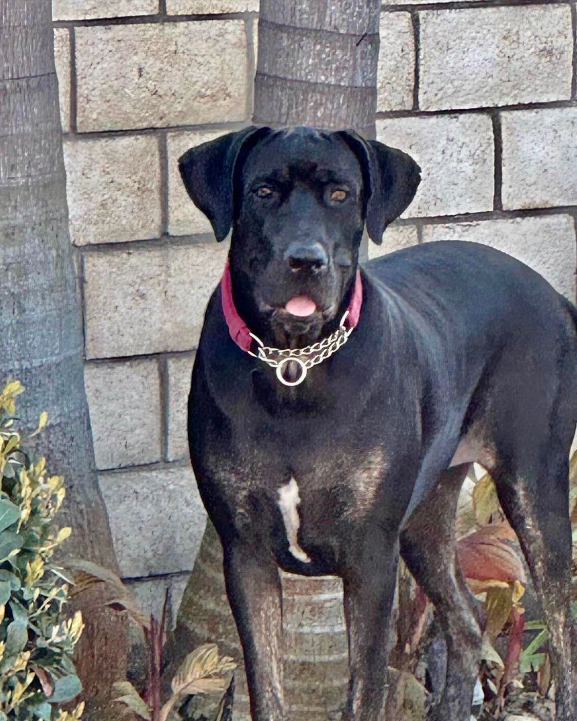 Dahlia, an adoptable Great Dane, Labrador Retriever in Tehachapi, CA, 93581 | Photo Image 5