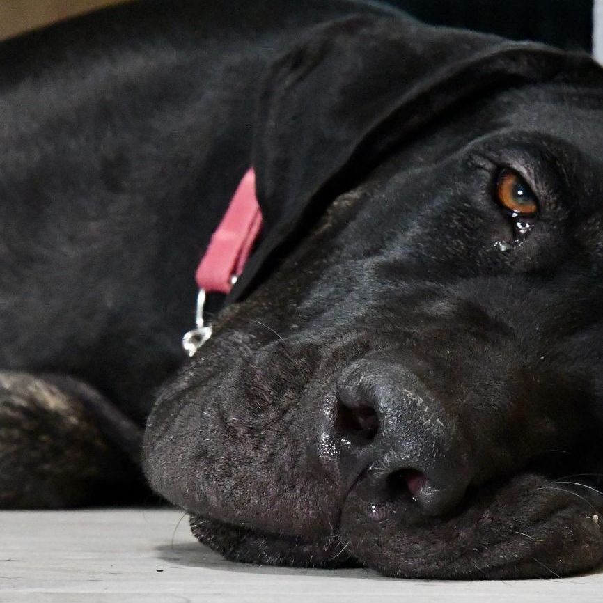 Dahlia, an adoptable Great Dane, Labrador Retriever in Tehachapi, CA, 93581 | Photo Image 6