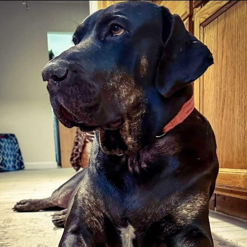 Dahlia, Adoptable, Young Female Great Dane & Labrador Retriever.