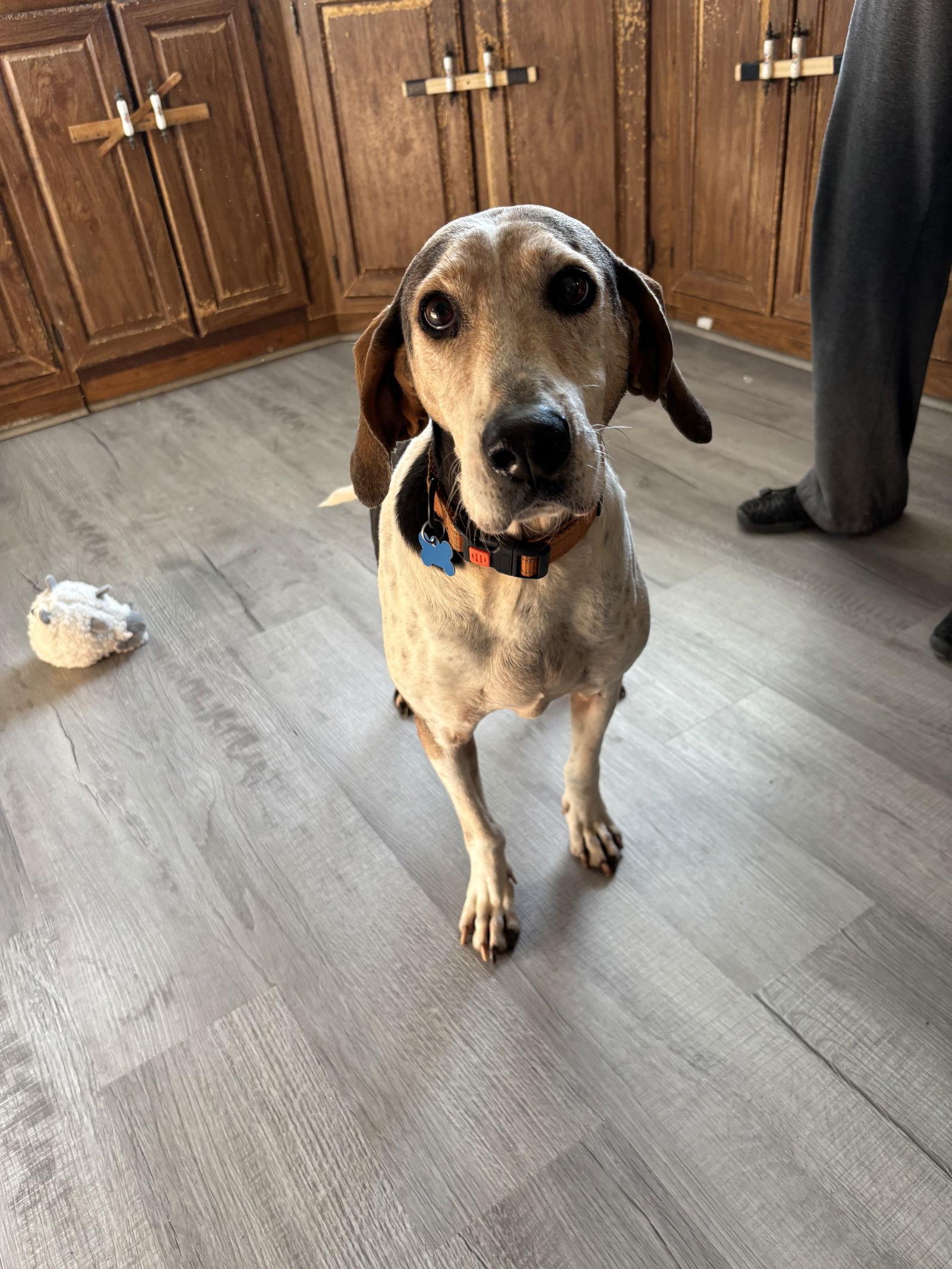 Tatum: Not at shelter (Wendy) — thumbnail 2