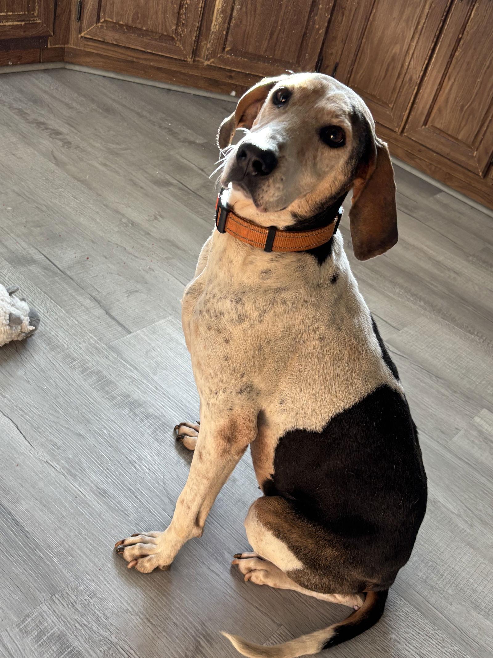 Tatum: Not at shelter (Wendy) — thumbnail 3