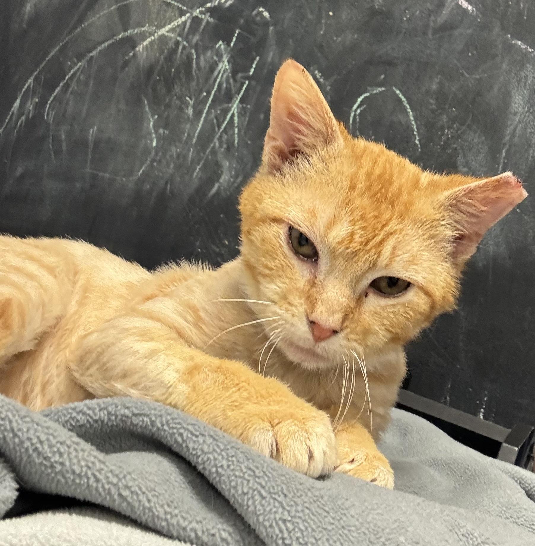 Enlarge Taylor, a ADOPTABLE Domestic Short Hair in Staten Island, NY image 3/6