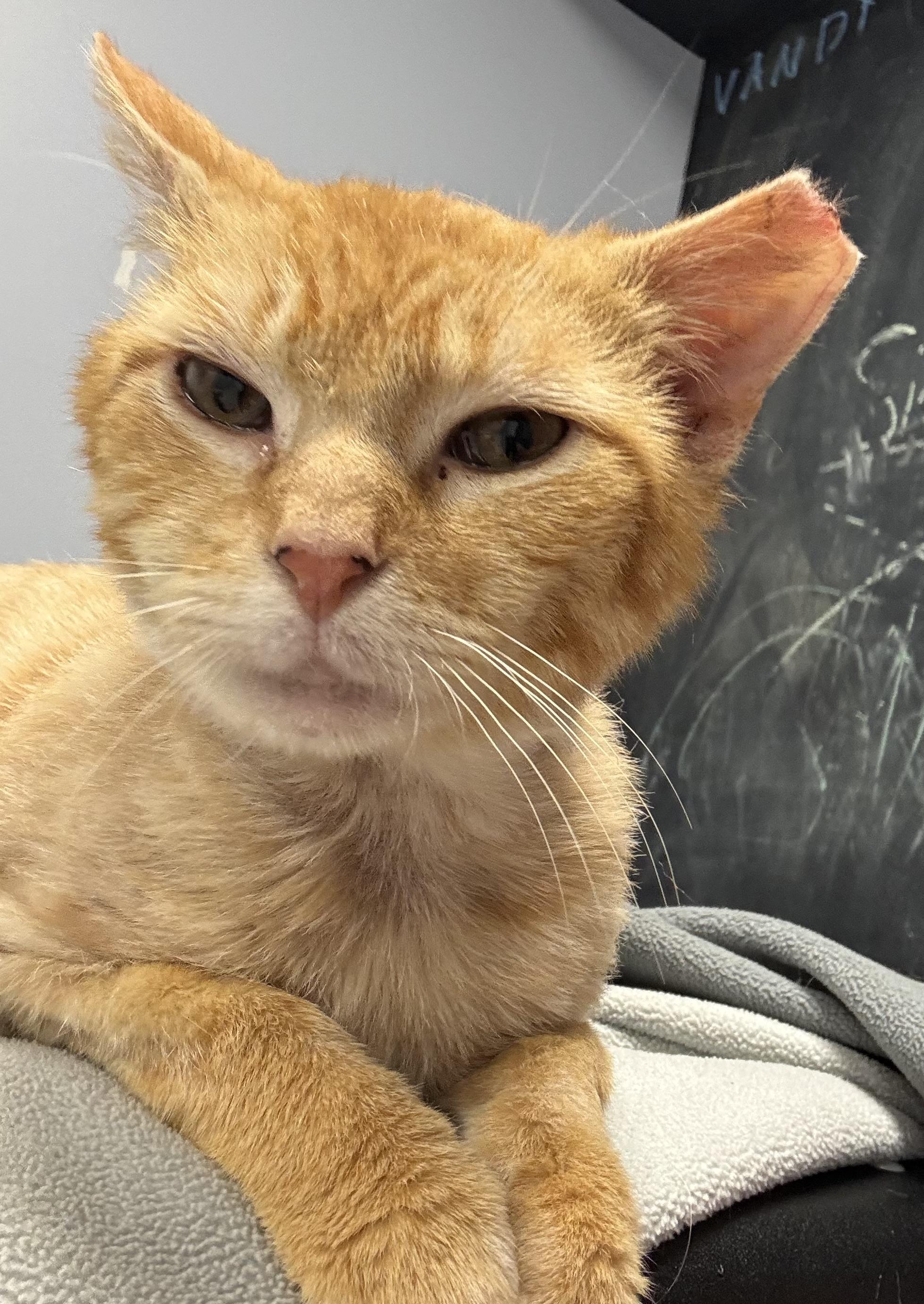 Enlarge Taylor, a ADOPTABLE Domestic Short Hair in Staten Island, NY image 2/6