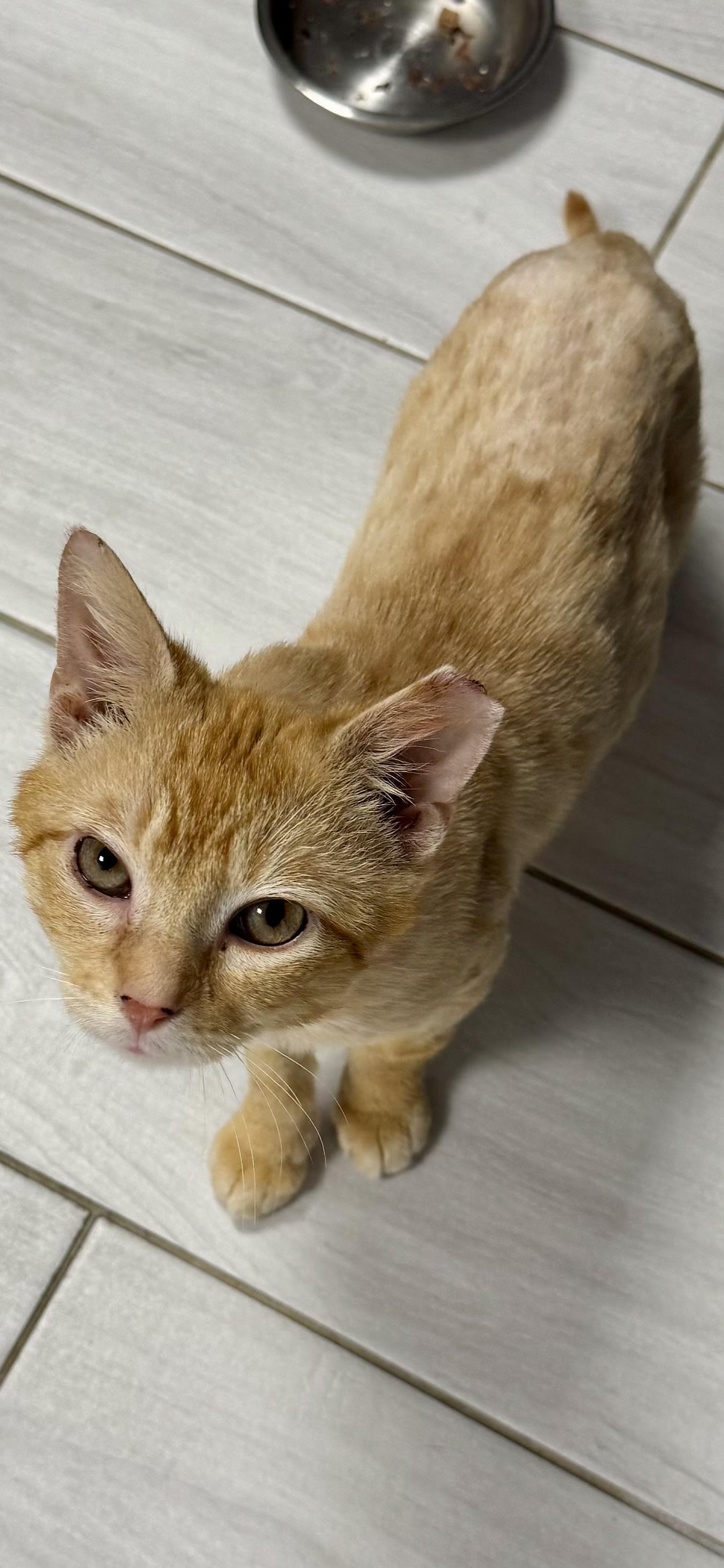 Enlarge Taylor, a ADOPTABLE Domestic Short Hair in Staten Island, NY image 5/6