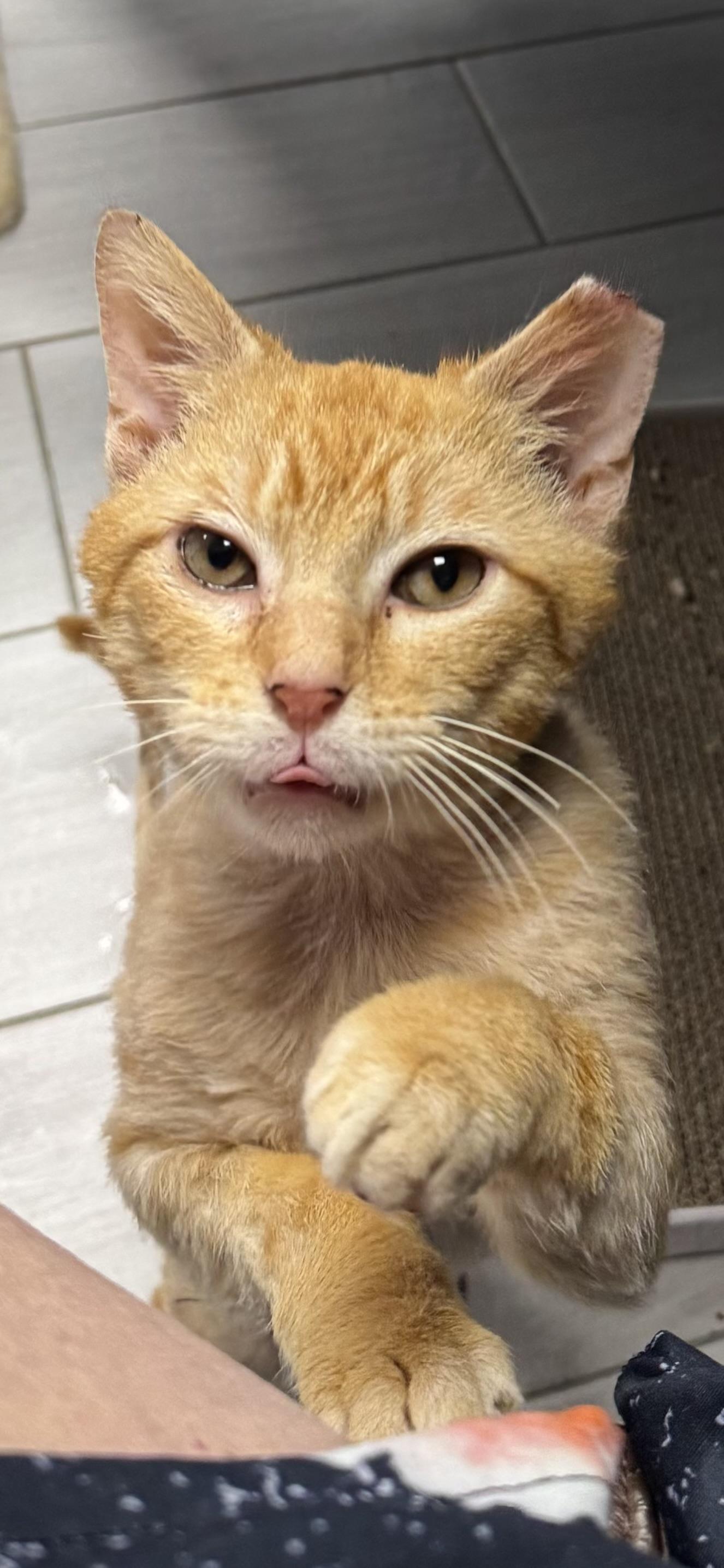 Enlarge Taylor, a ADOPTABLE Domestic Short Hair in Staten Island, NY image 1/6