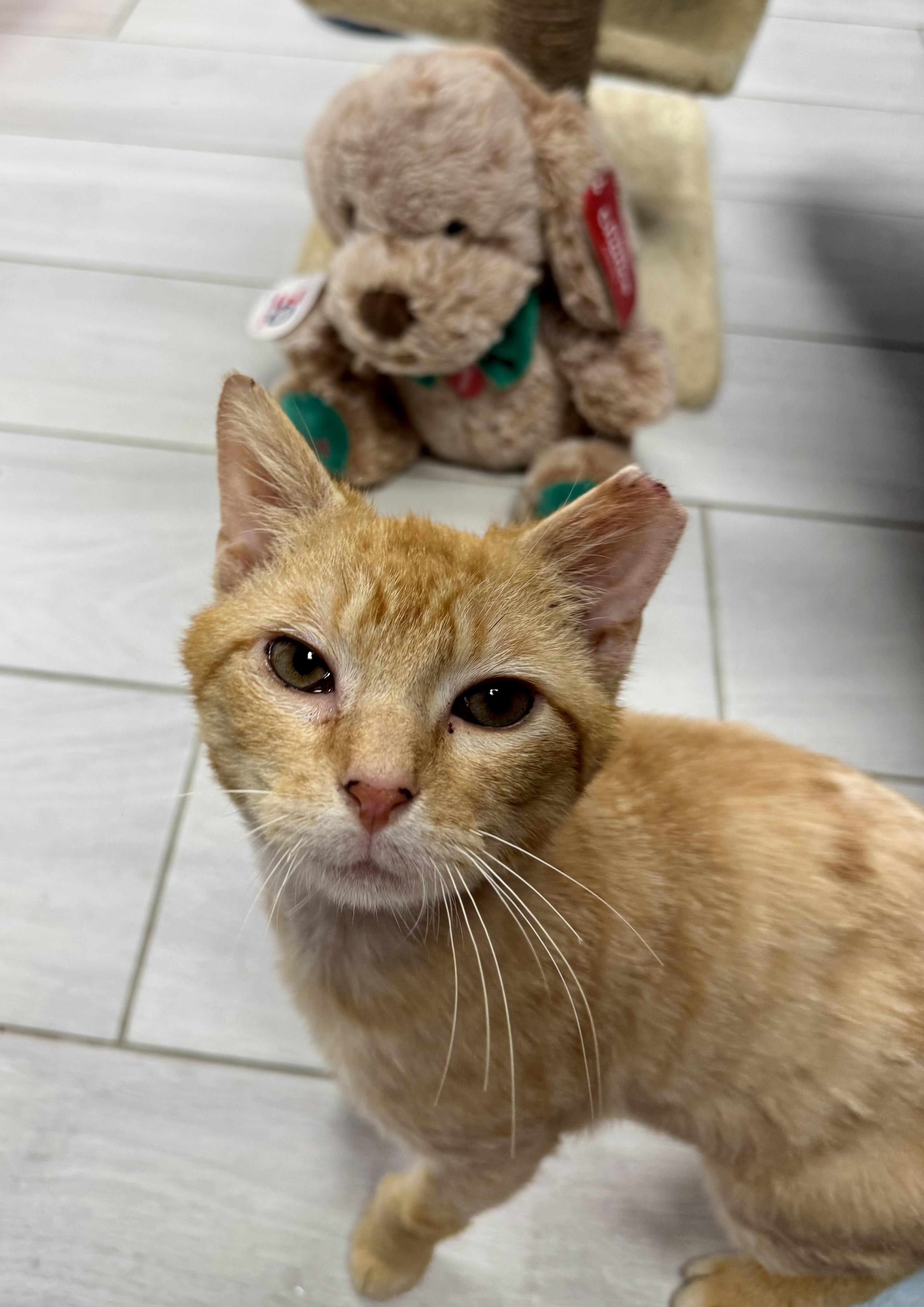 Enlarge Taylor, a ADOPTABLE Domestic Short Hair in Staten Island, NY image 4/6