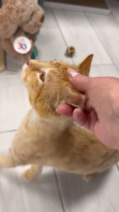 Enlarge Taylor, a ADOPTABLE Domestic Short Hair in Staten Island, NY video 6/6