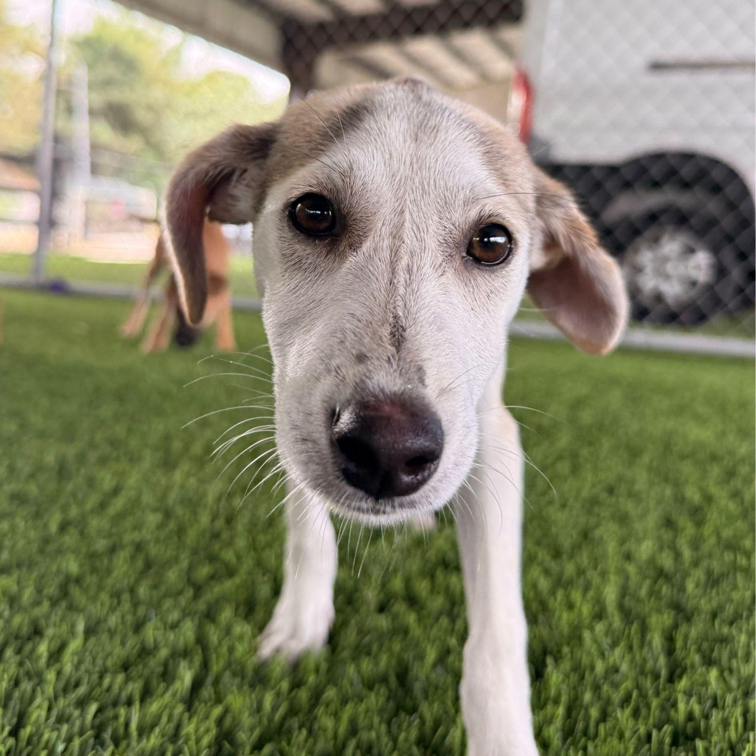 Enlarge Sadie, an adopted mixed breed in Brooklyn, NY image 2/4
