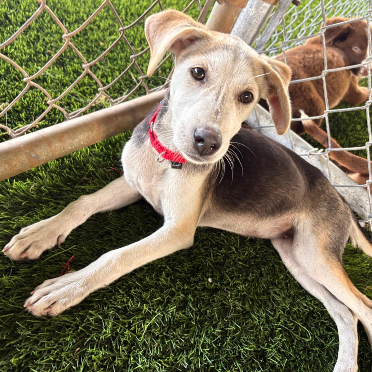 Sadie, adopted, Puppy Female Mixed Breed & Black Labrador Retriever.