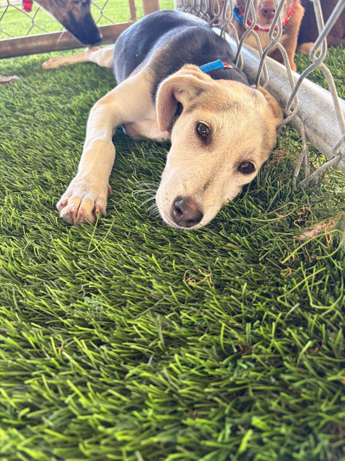 Enlarge Sadie, an adopted mixed breed in Brooklyn, NY image 4/4