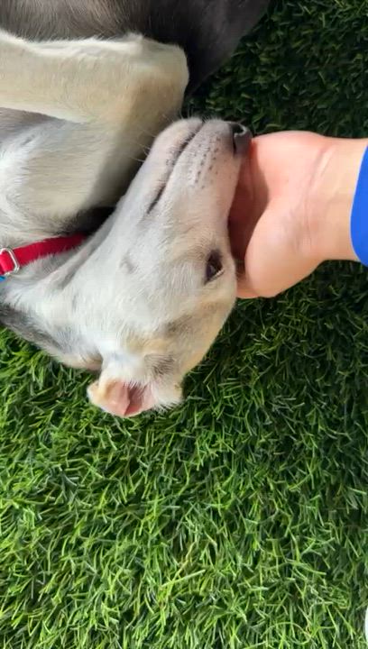 Enlarge Sadie, an adopted mixed breed in Brooklyn, NY video 3/4