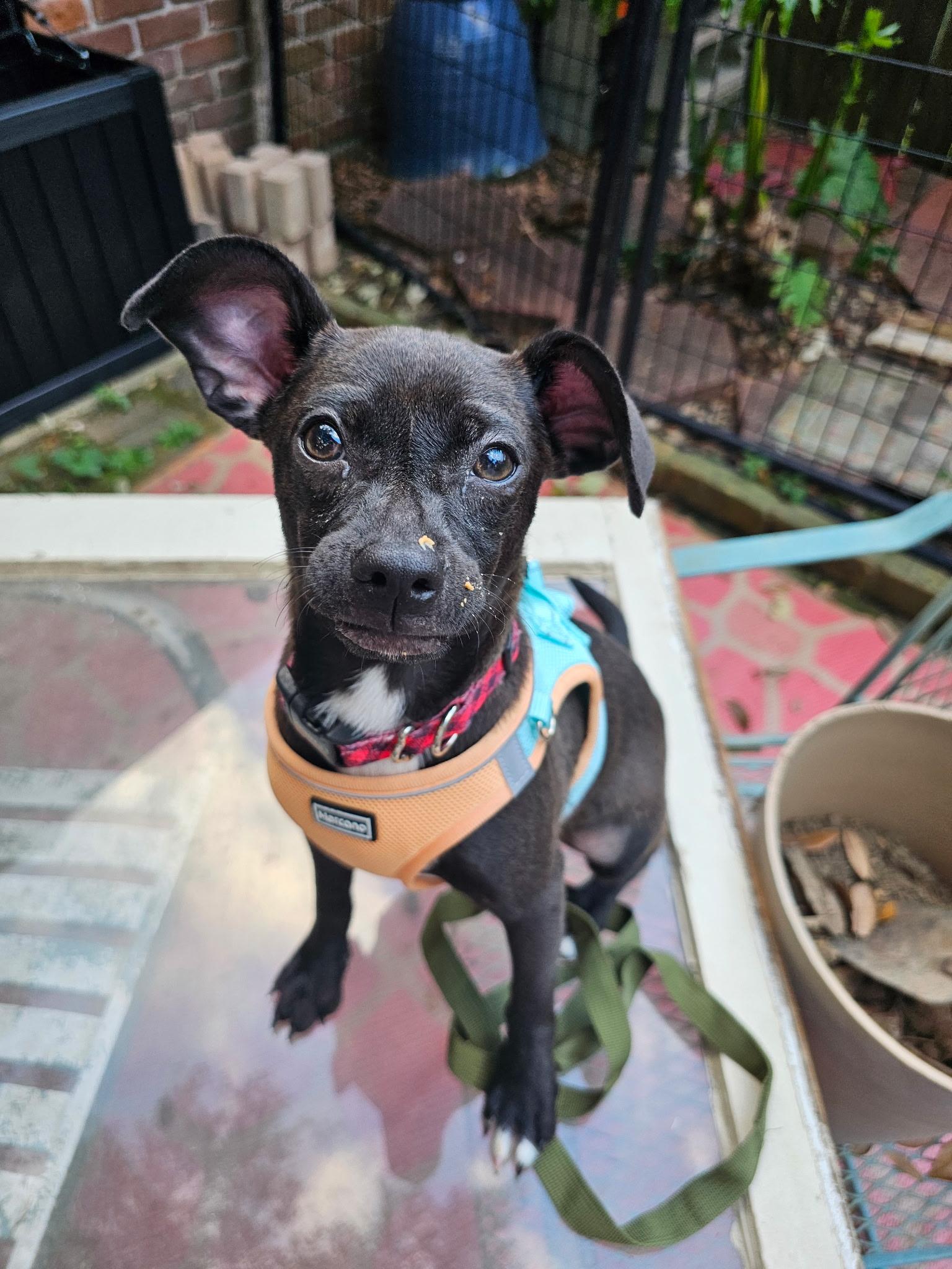 Jasper, ADOPTABLE, Young Male Chihuahua & Dachshund.
